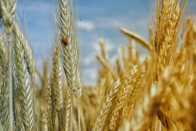 close up of wheat in field and lady bug close up of wheat in field and lady bug